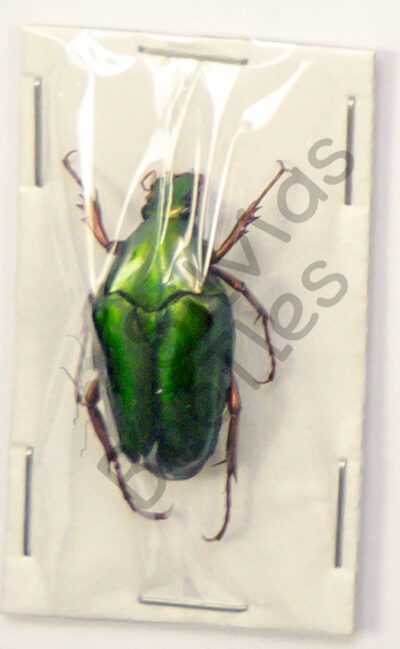 Chalcothea smaragdina