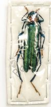 Aphrodisium faldermannii