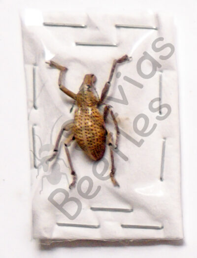 Rhynoscapha sp., male