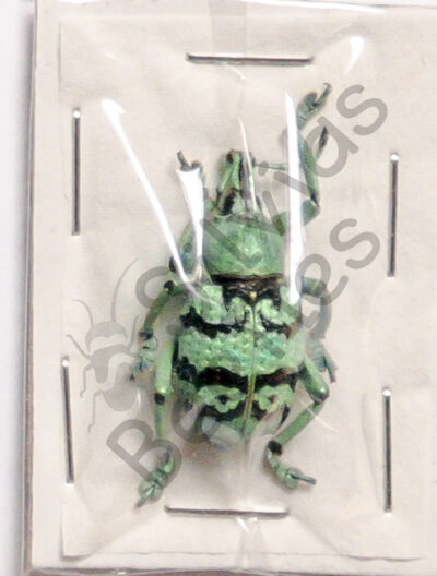 Eupholus chevrolati