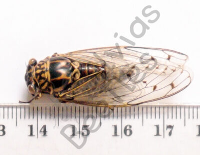 Cicicadae ssp.