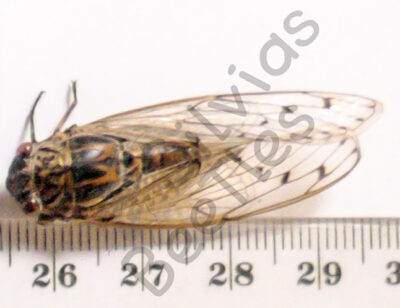 Cicicadae ssp.