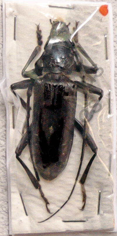 Cerambyx velutinus (welensii)