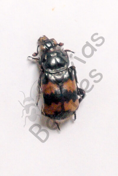 Necrophorus vespilloides