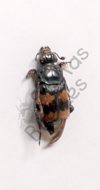 Necrophorus vespilloides