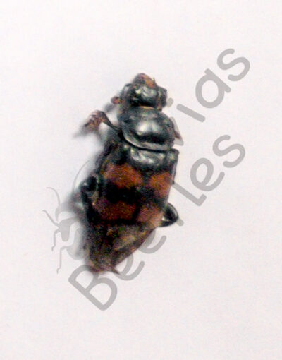 Necrophorus vespilloides