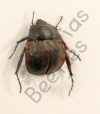 Hexodon sp.