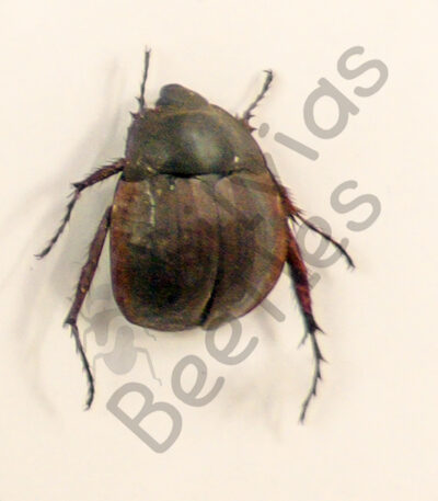 Hexodon sp.