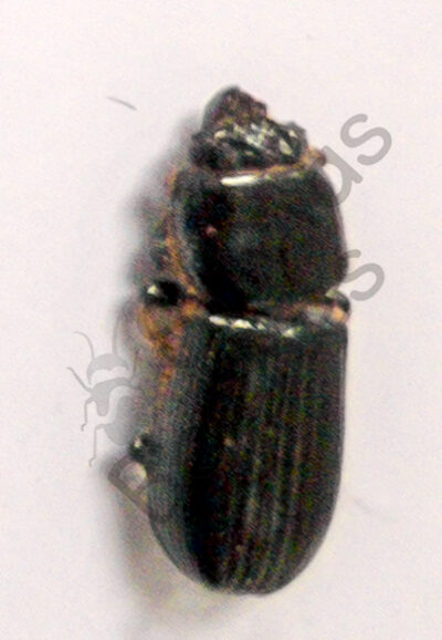 Passalidae ssp.