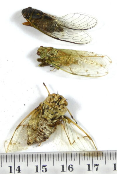 Cicicadae ssp.