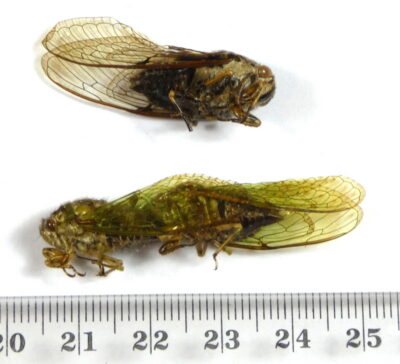 Cicicadae ssp.