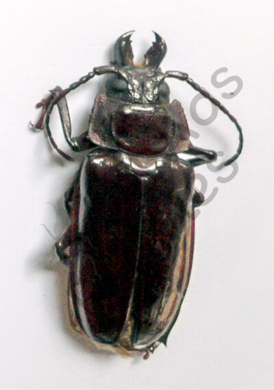 Prionidae, Stenodontes ( Mallodon ) downesi