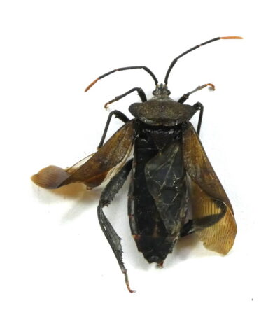 Heteroptera ssp.