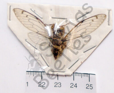 Cicicadae ssp.