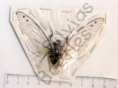 Cicicadae ssp.