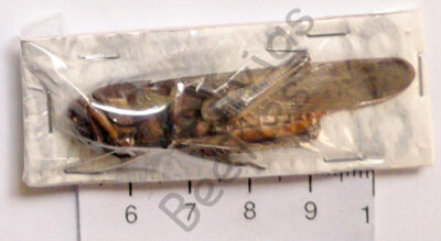 Orthoptera ssp.