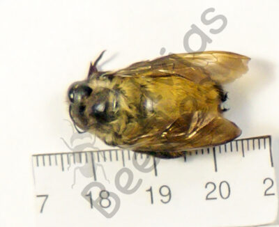 Hymenoptera ssp.