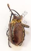 Golofa sp.