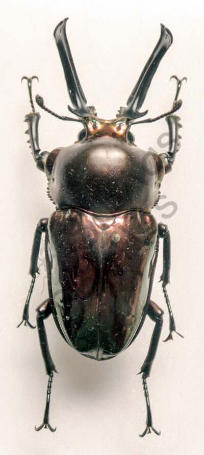 Phalacrognathus muelleri, ♂ ♀