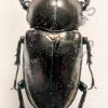 Phalacrognathus muelleri, paar - Image 2