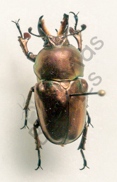 Lamprima aurata