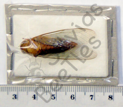 Cicicadae ssp.