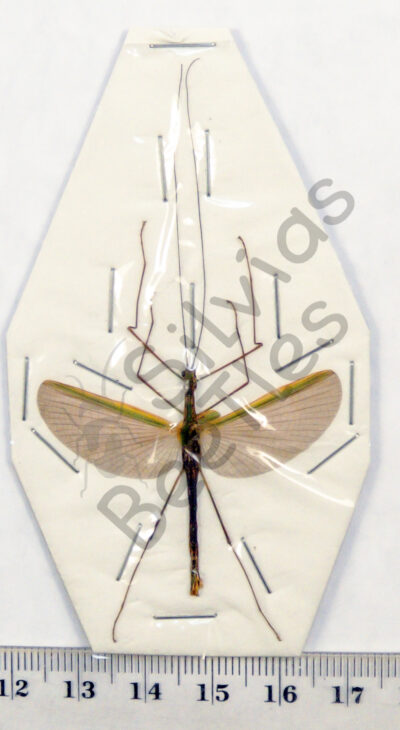 Necroscia sp.