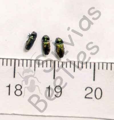 Anthaxia sp.