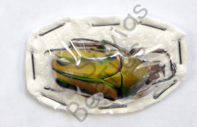 Coelorrhina hornimani
