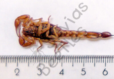 Skorpione sp.