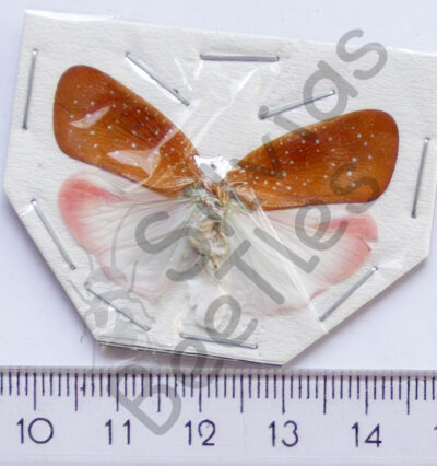 Homoptera, Nephesa suffusa