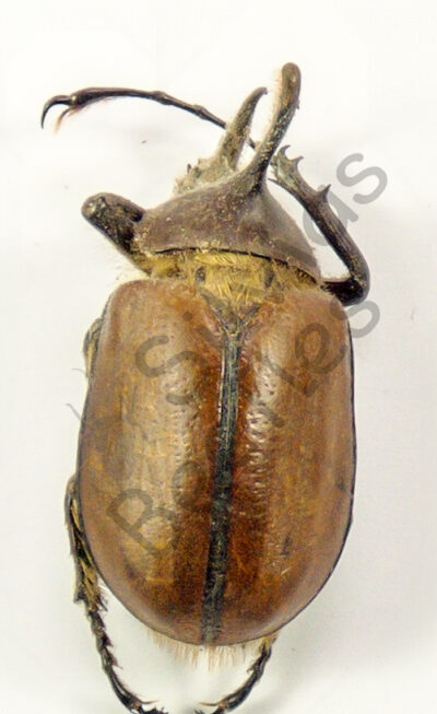 Golofa sp.
