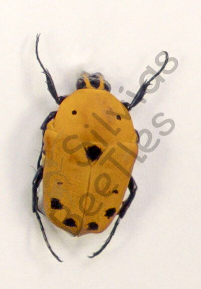 Euchroea auripimenta
