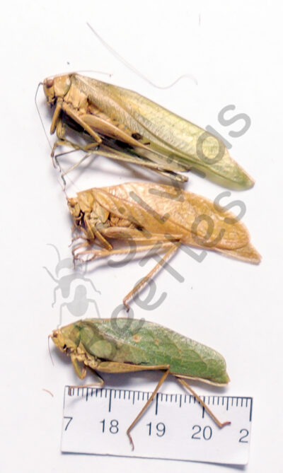 Orthoptera ssp.
