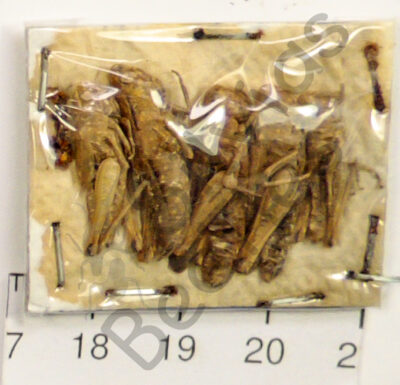 Orthoptera ssp.