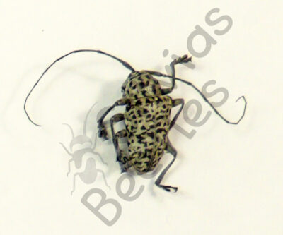 Cerambycidae ssp.
