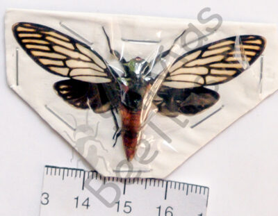 Huechys incarnata
