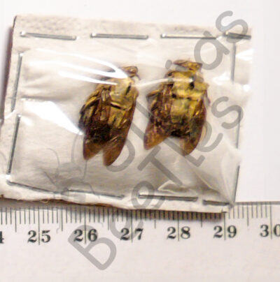 Hymenoptera ssp.