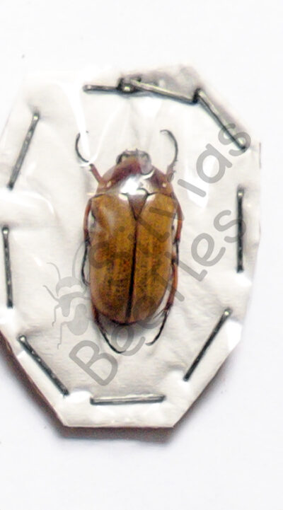 Gnathocera sp.