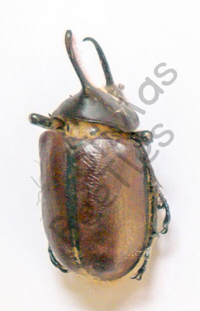 Golofa sp.