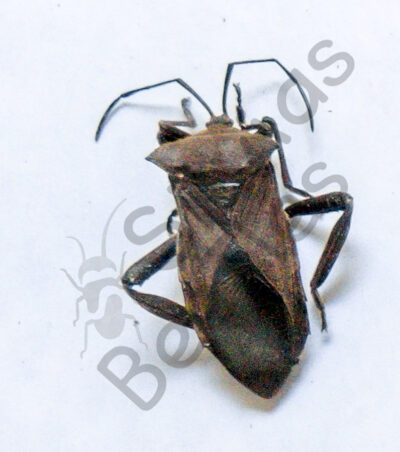 Heteroptera ssp.