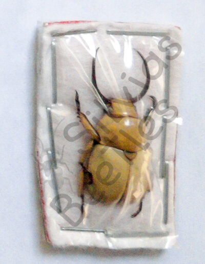 Fruhstorferia sexmaculata
