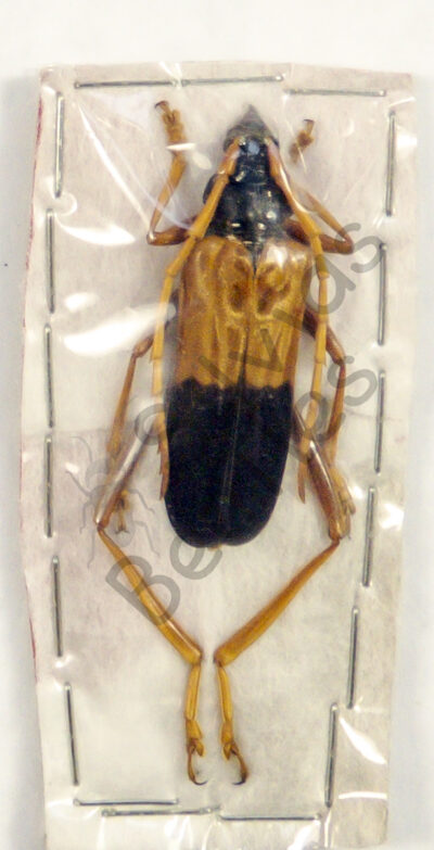 Schmidtiana violaceothoracica