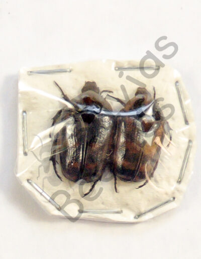 Pachnoda interrupta, ♂ ♀