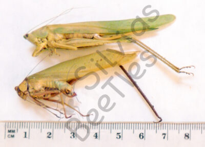 Orthoptera ssp.