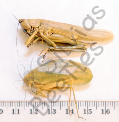 Orthoptera ssp.