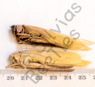 Orthoptera ssp.