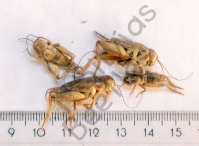 Orthoptera, Gryllidae ssp.