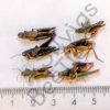 Orthoptera , Gryllidae ssp.