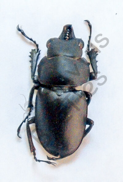Prosopocoilus sp.
